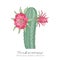 Echinopsis, trichocereus peruvianus plant. Colored stock vector