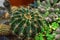 Echinopsis Tubiflora is a common indoor potted Cactus plant