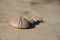 Echinus shell