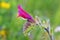 Echium amoenum , Red Feathers flower , Boraginaceae