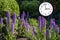 Echium candicans on Madeira mountains. Sunny day