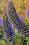 Echium candicans pride of Madeira purple flowers
