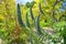 Echium Fastuosum Candicans Pride Madeira