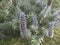 Echium fastuosum flowers