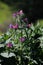 Echium judaeum Lacaita.
Beautiful pink and purple flowers.