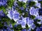 Echium plantagineum.Blue Bedder flowering