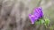 Echium plantagineum purple viper`s bugloss wild flower in nature