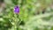 Echium plantagineum purple viper`s bugloss wild flower in nature