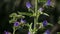 Echium plantagineum, purple viper`s-buglossor Paterson`s curse, southern France