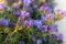 Echium plantagineum in the rays of setting sun near the Mediterranean Sea. Flora of Israel