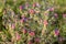 Echium plantagineum is in rays of setting sun near the Mediterranean Sea. Flora of Israel