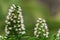 Echium virescens