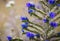 Echium vulgare known as viper`s bugloss and blueweed blue flowers close up