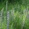 Echium vulgare / Ordinary snakehead, a blue flowering perennial, loves drought