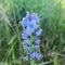 Echium vulgare / Ordinary snakehead, a blue flowering perennial, loves drought