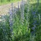 Echium vulgare / Ordinary snakehead, a blue flowering perennial, loves drought