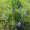 Echium vulgare / Ordinary snakehead, a blue flowering perennial, loves drought