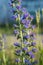 Echium vulgare - viper`s bugloss, blueweed flowers macro