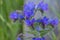 Echium vulgare wild flowering plant, group of blue flowers in bloom on one stem