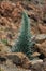 Echium wildpretii or Tajinaste Rojo plant