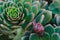 Echiveria succulent and snail close-up. Snail eats juicy succulent in the garden, close-up view