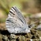 Echo azure butterfly sun bathing on dirt trail