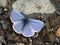 Echo Azure Butterfly with Wings Open