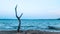 Echoes of Time: Vintage Boat and Weathered Tree by the Blue Sea