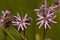 Echte koekoeksbloem, Ragged Robin, Lychnis flos-cuculi