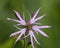 Echte koekoeksbloem, Ragged Robin, Lychnis flos-cuculi