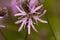 Echte koekoeksbloem, Ragged Robin, Lychnis flos-cuculi