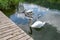 Echternach lake with a family of swans, two adult swans and five young swans swimming