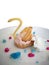 Eclair, in Swan shaped on white dish