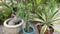 Eclectic Collection of Potted Plants