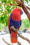 Eclectus Parrot