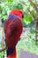 Eclectus Parrot