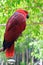 Eclectus Parrot