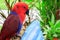 Eclectus Parrot