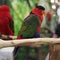 Eclectus parrot