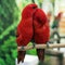 Eclectus parrot