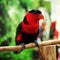 Eclectus parrot