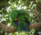 Eclectus parrot