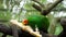 Eclectus parrot eat sugar cane