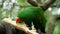 Eclectus parrot eat sugar cane