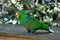 Eclectus parrot (eclectus roratus)