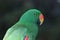 An eclectus parrot (Eclectus roratus