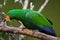 Eclectus parrot (Eclectus roratus).