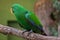 Eclectus parrot (Eclectus roratus).