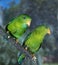 ECLECTUS PARROT eclectus roratus, MALES STANDING ON BRANCH