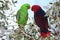 ECLECTUS PARROT eclectus roratus, PAIR STANDING ON BRANCH